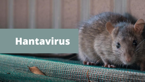 sehatnagar-hantavirus symptoms-tips-for-healthy-living-lifestyle
