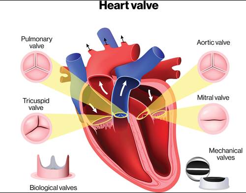 Heart-valve-disease-Symptoms-and-causes-complete-overview