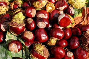 Are-chestnuts-good-for-diabetics