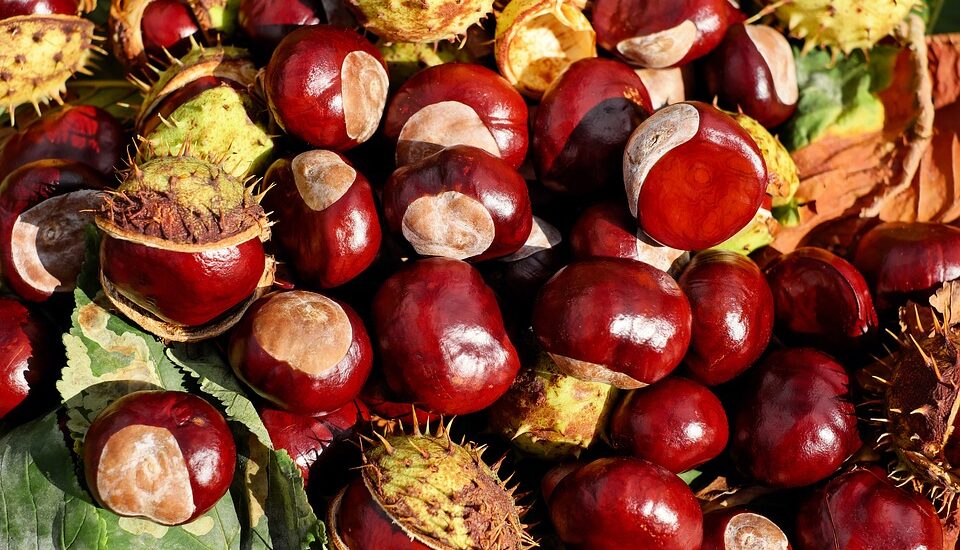 Are-chestnuts-good-for-diabetics