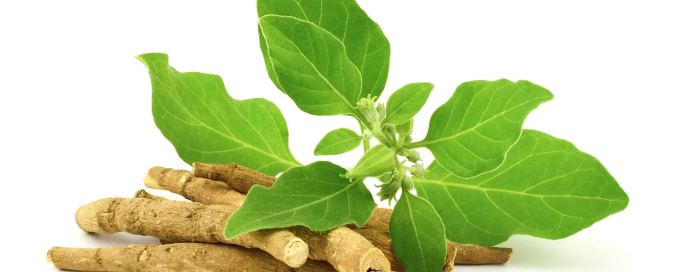 is-ashwagandha-good-for-diabetes-patient