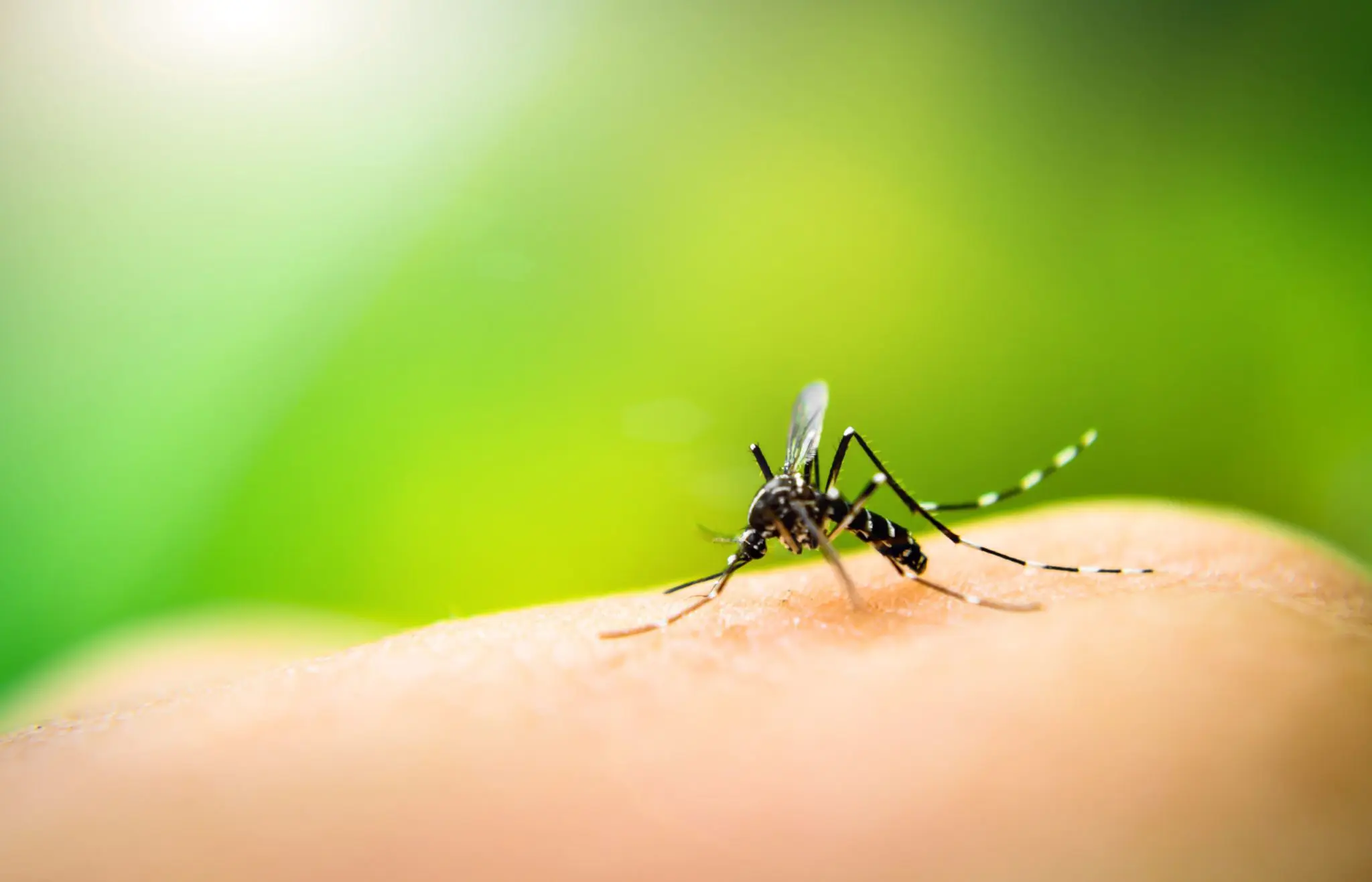 malaria-high-fever-causes-symptoms-risk-factors-sehatnagar-com