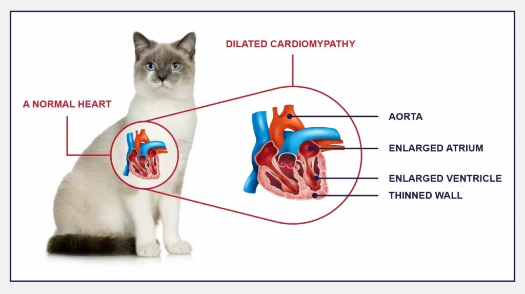 Heart Disease in Cats 